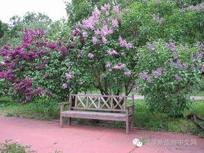 丁香六月激情国产,丁香六月的辉煌篇章